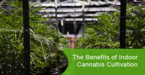 The Benefits of Indoor Cannabis Cultivation