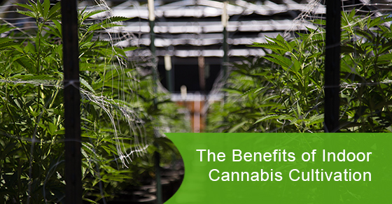The Benefits of Indoor Cannabis Cultivation