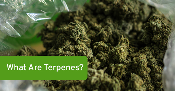 What Are Terpenes?