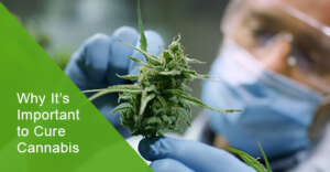 Why It’s Important to Cure Cannabis