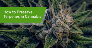 How to Preserve Terpenes in Cannabis