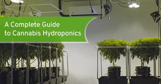 A Complete Guide to Cannabis Hydroponics