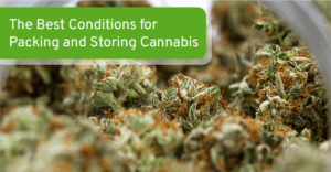 The Best Conditions for Packing and Storing Cannabis