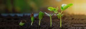 Grow Bags For Plants - Polysprout