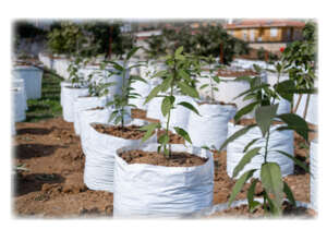 Black & White Grow Bags