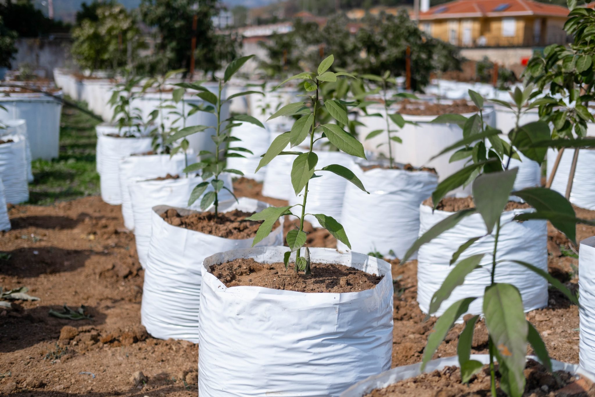 Bulk Grow Bags Manufacturer and Supplier