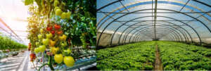 CO2 Enrichment in Greenhouse