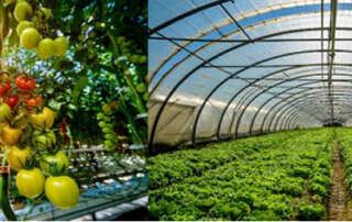 CO2 Enrichment in Greenhouse