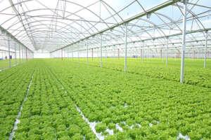Polysprout™ is a plastic film & bag producer