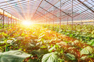 Polysprout™ is a plastic film & bag producer