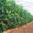 CO2 Enrichment in Greenhouse