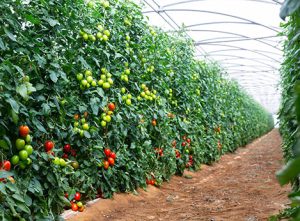 CO2 Enrichment in Greenhouse