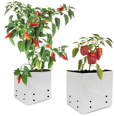 Polysprout