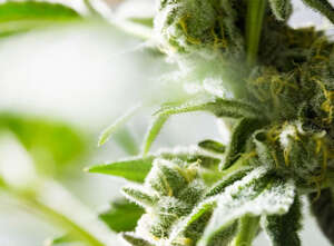 Terpene Bags