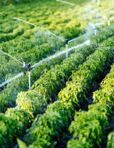 Polysprout™ is a plastic film & bag producer